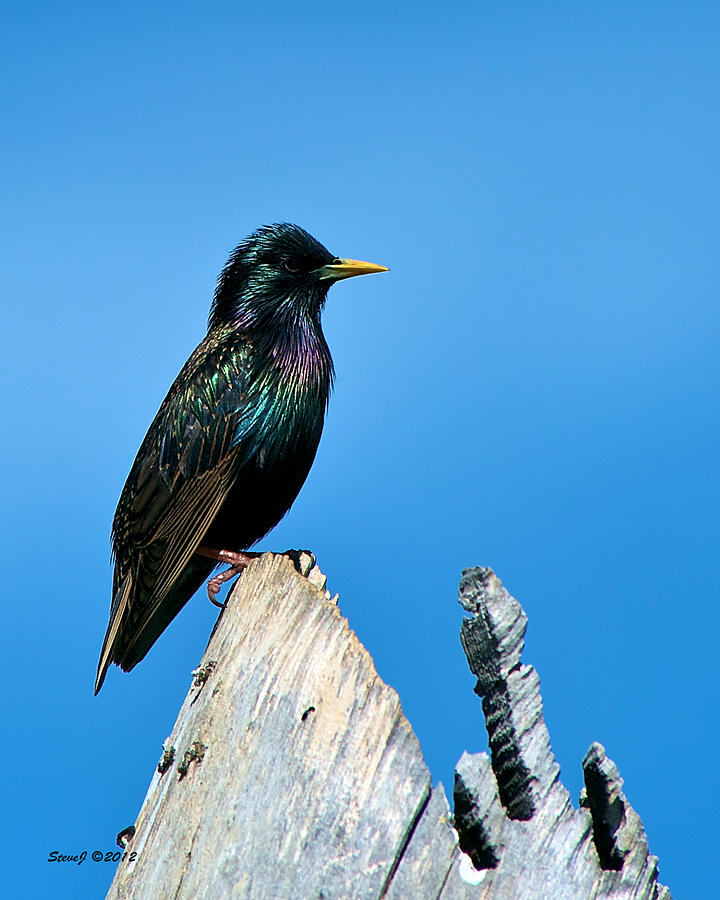 Starling on the Top Photograph by Stephen Johnson