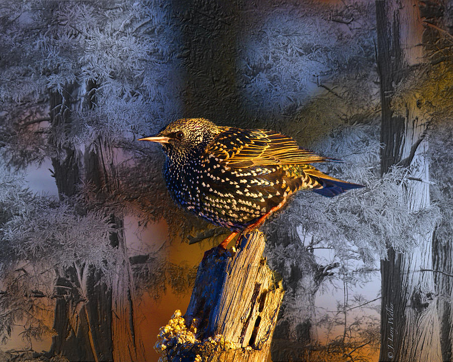 Starling Sitting High Digital Art by J Larry Walker