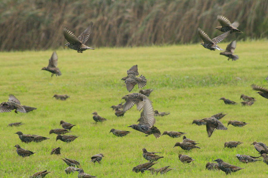 Starlings Moving Photograph by Christopher J Kirby