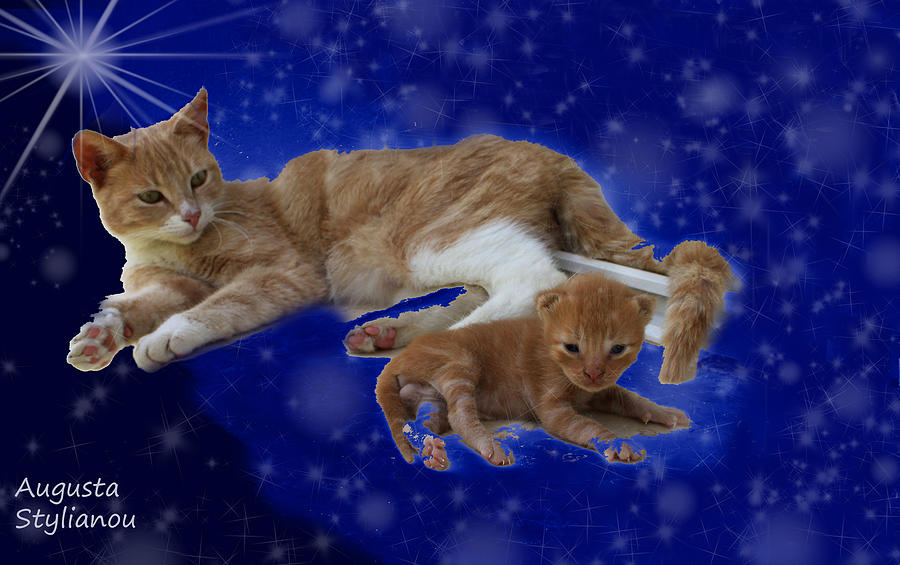 Starry Cat and Kitten Photograph by Augusta Stylianou