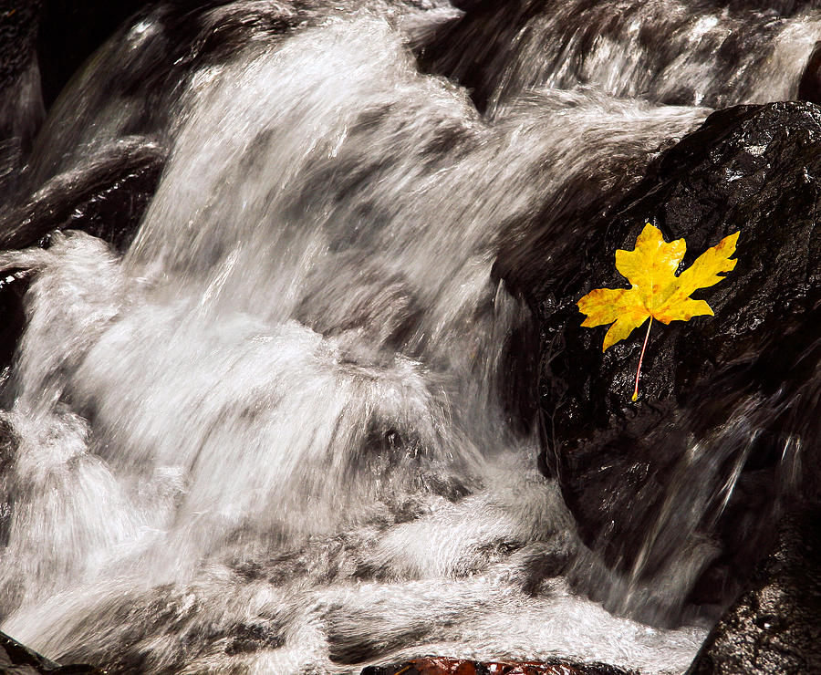 Starvation Creek leaf Photograph by Jean Noren