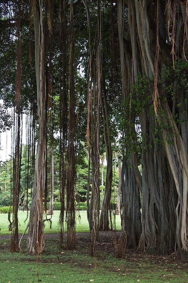 Stately Banyan Tree Photograph by Roger Mullenhour
