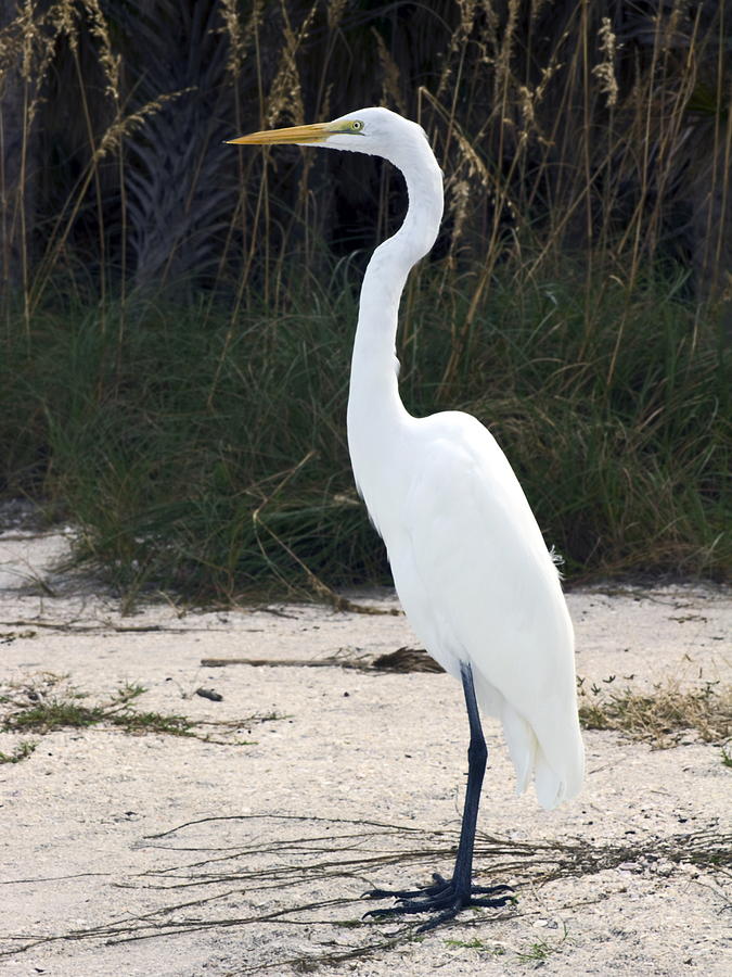 Wildlife Photograph - Stately Egret by Sally Weigand
