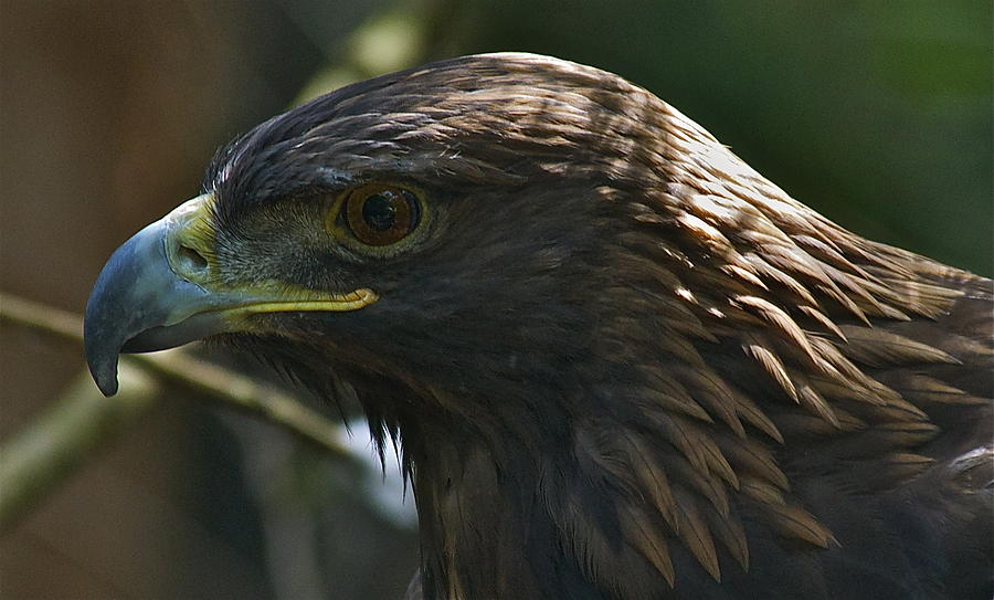 Stately Golden Eagle Photograph by Rhonda House-Plank - Pixels