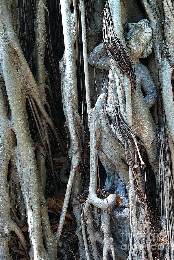 Statue Child Cradled by Banyan Tree Photograph by Wayne Nielsen