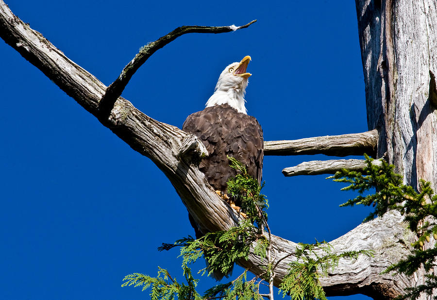 Squawking Alaskan Eagle Photograph by Jean Noren