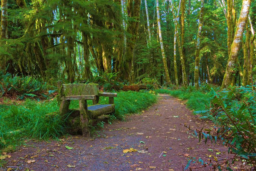 Olympic National Park Photograph - Stay Awhile by Heidi Smith