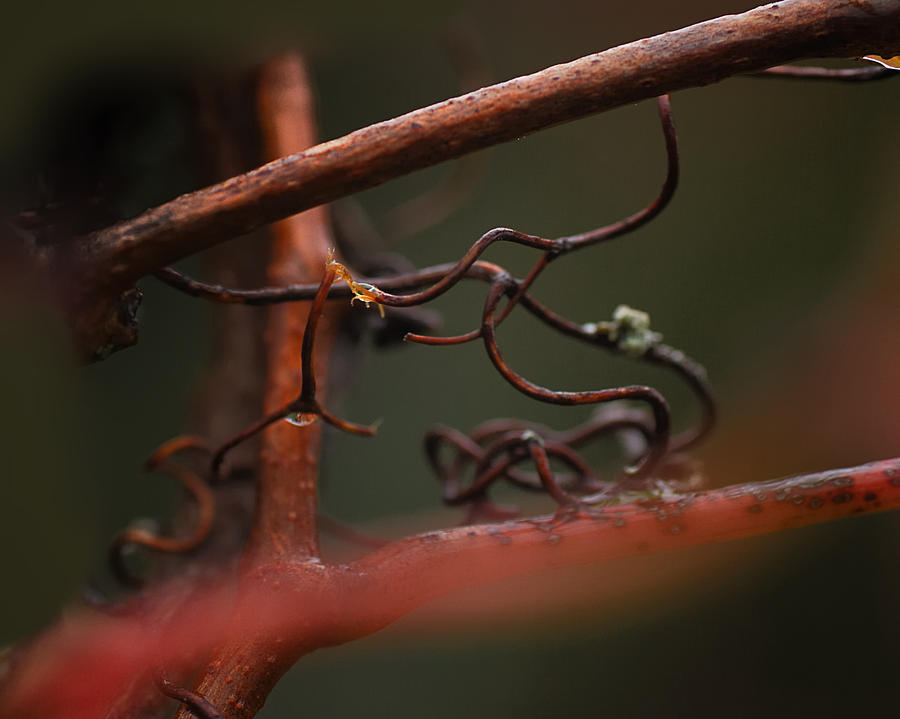 Stay Connected Photograph by Sue Capuano - Fine Art America