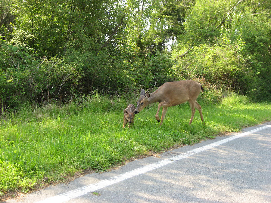 Stay Off the Road Bambi Photograph by Kym Backland