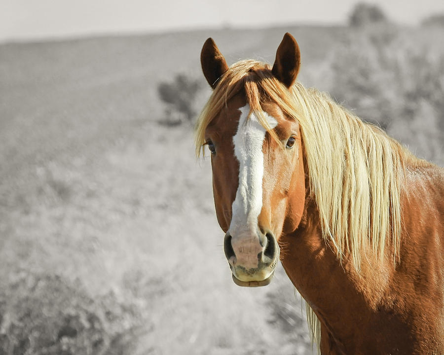 Steens Stallion Photograph by Steve McKinzie - Fine Art America