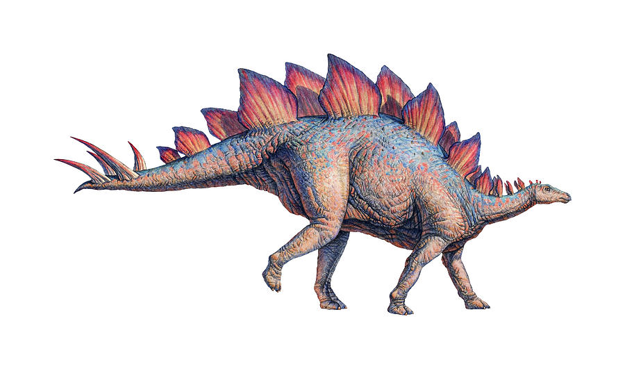 stegosaurus back