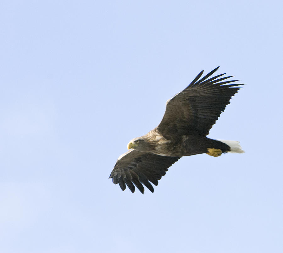 Stellar's Sea Eagle 2 Photograph by Eva Jo Wu