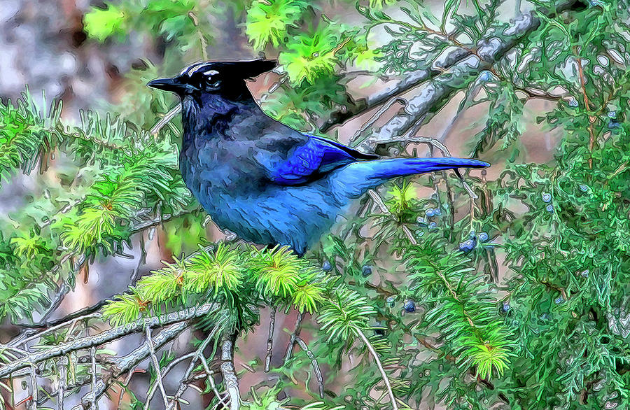 Steller Jay Photograph by James Steele