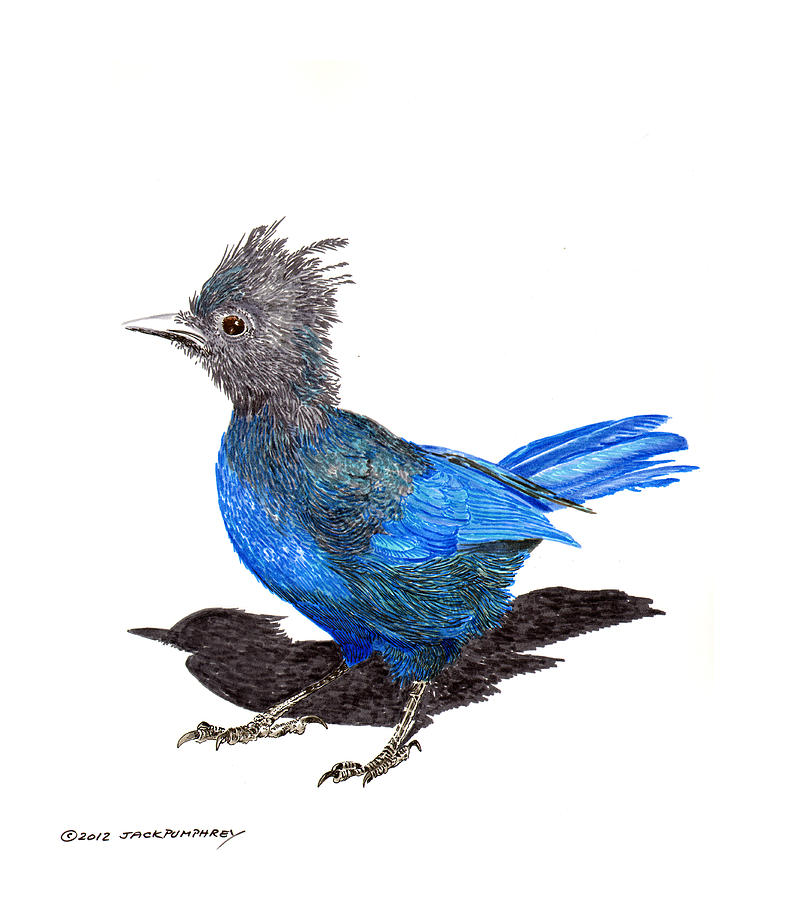 Steller S Blue Jay Painting