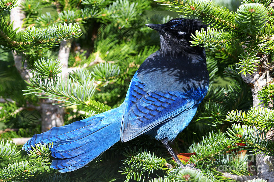 Stellers Jay 2 Photograph by Sharon Talson