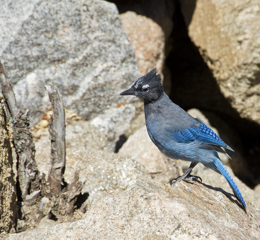 Nature Photograph - Stellers Jay by Angelina Tamez