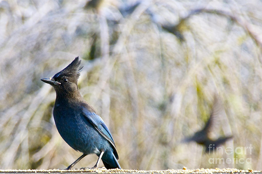 Stellers Jay at Full Alert Photograph by Sean Griffin