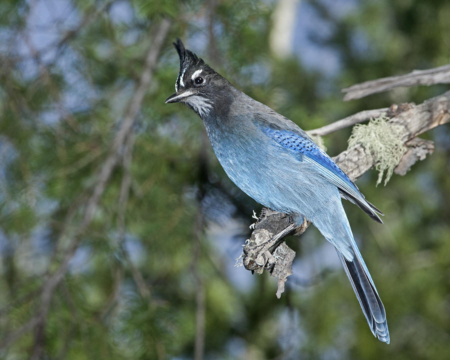 Stellers Jay Photograph by Gregory Scott