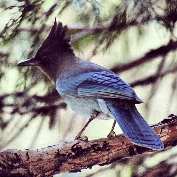 Yosemite National Park Photograph - Stellers Jay #wings #bird #blue by Lisa Thomas