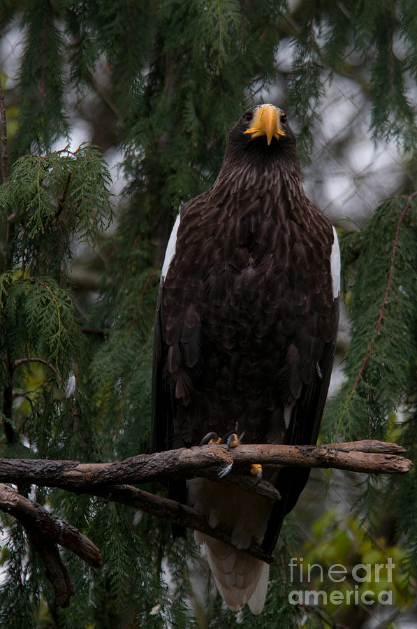 Steller's Sea Eagle Digital Art by Carol Ailles - Fine Art America