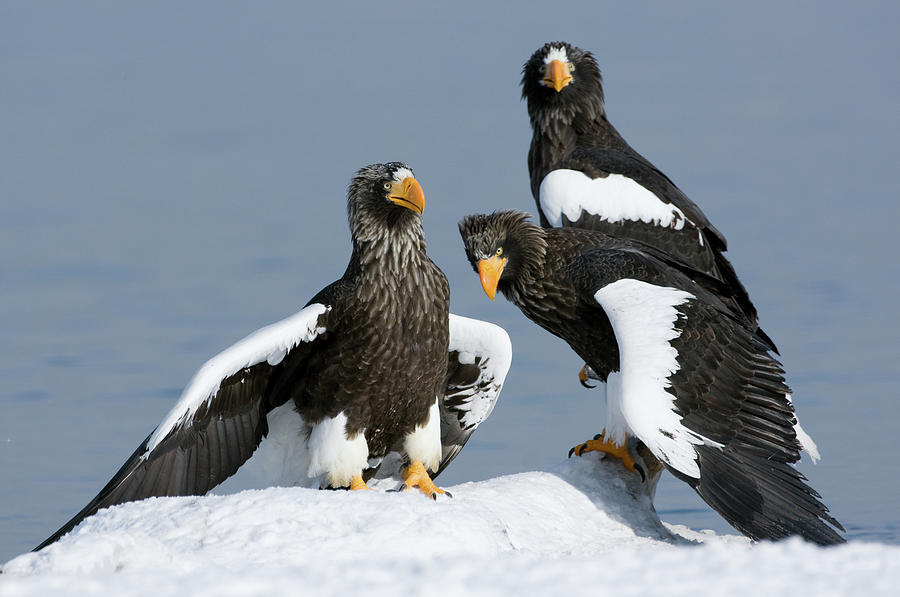 Stellers Sea Eagle Haliaeetus Pelagicus Photograph by Sergey Gorshkov