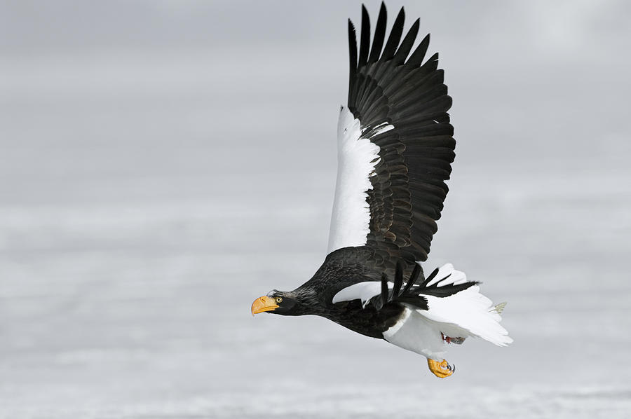 Stellers Sea Eagle in Kamchatka Photograph by Sergey Gorshkov