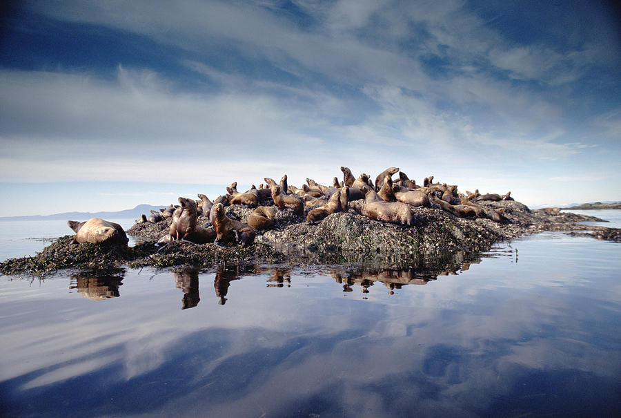 Stellers Sea Lion Group Hauled Photograph by Tim Fitzharris