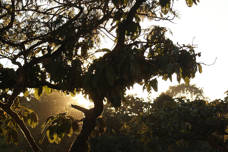 Sunset Photograph - Stem and leaves outlined by the shine of sunrays by Ashish Agarwal