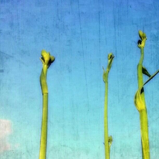 Lily Photograph - #stems #stem #lily #buds #bud #tall by Jess Gowan
