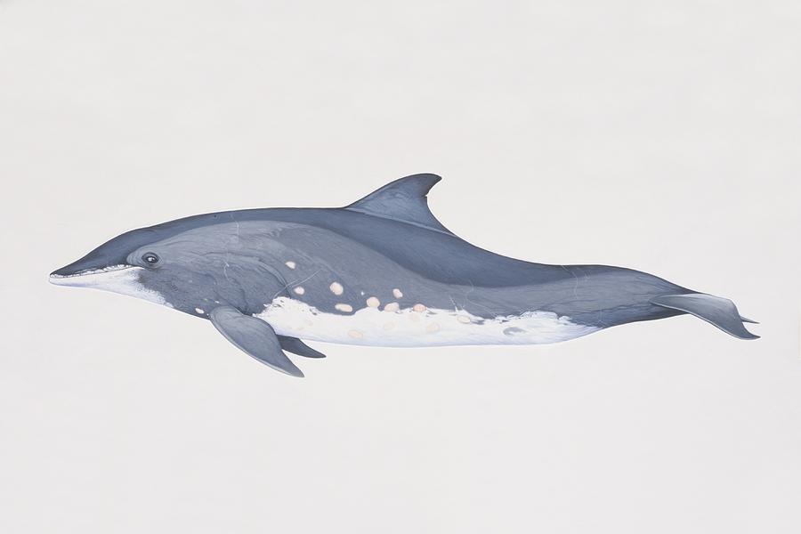 Steno Bredanensis, Rough-toothed Dolphin, Side View Photograph by Martin Camm