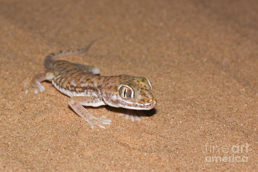 Wildlife Photograph - Stenodactylus petrii or dune gecko by Alon Meir