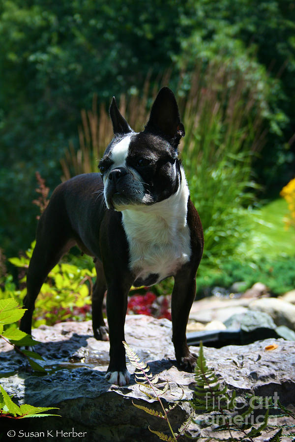 Boston Terrier Photograph - Stephanie by Susan Herber