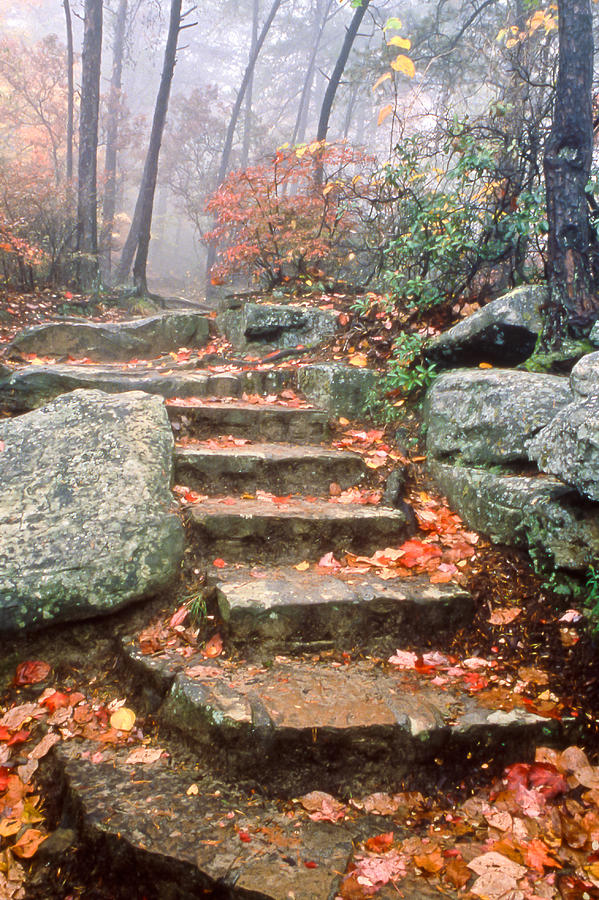 Steps Cloudland Canyon Photograph by Tom and Pat Cory