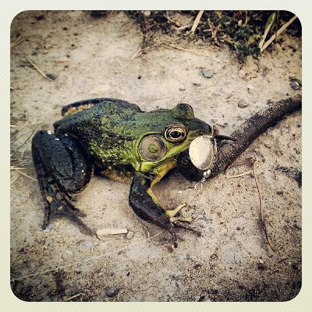 Sterling Caught A Big Frog On His Photograph by Rabecca Primeau