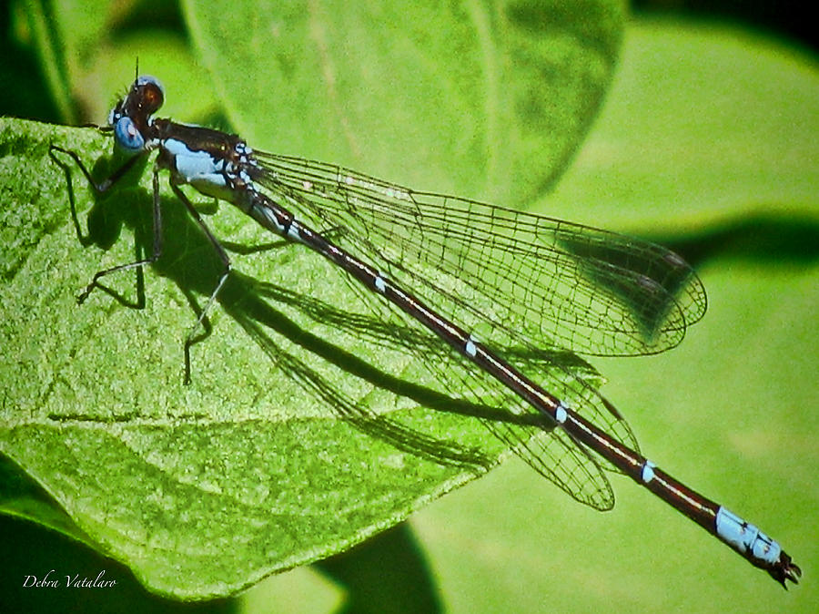 Stick Dragonfly Photograph by Debra     Vatalaro