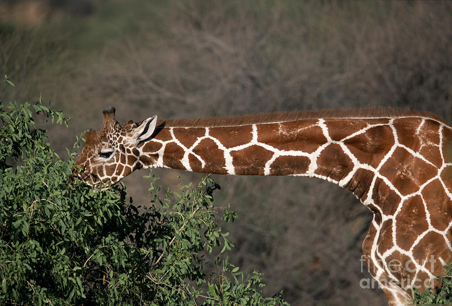 Animal Photograph - Sticking Your Neck Out by Sandra Bronstein