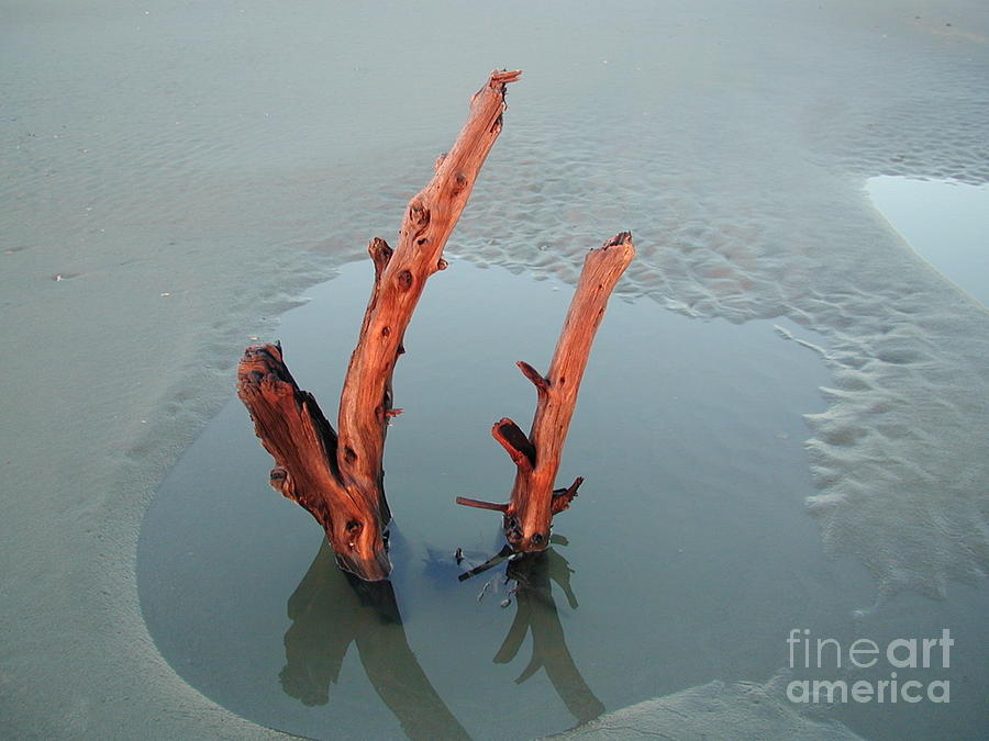 Nature Photograph - Sticks in the Mud by Judee Stalmack
