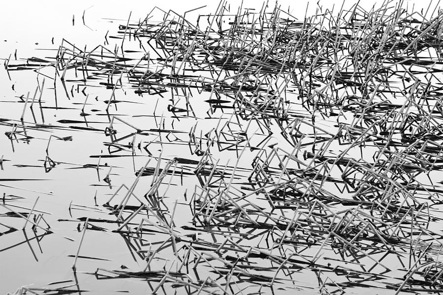Sticks in the Water Black and White Abstract Photograph by James BO Insogna