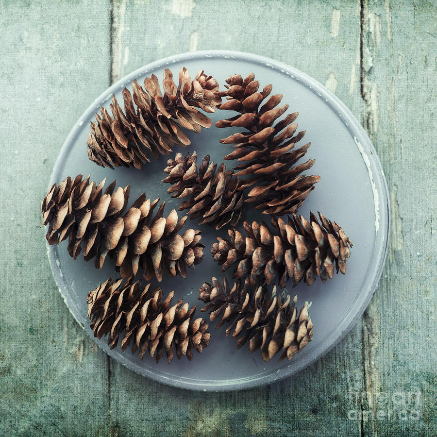 Nature Photograph - Stil Life With  Seven Pine Cones by Priska Wettstein