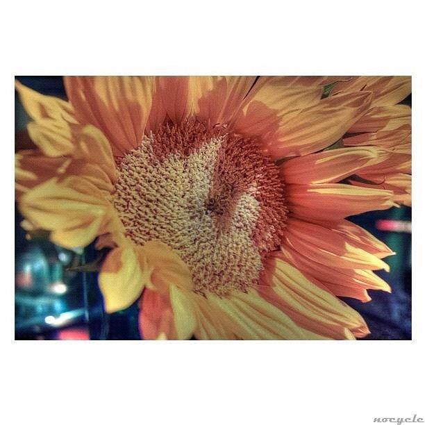 Sunflower Photograph - Still Experimenting With Some Apps by Eddie Kane