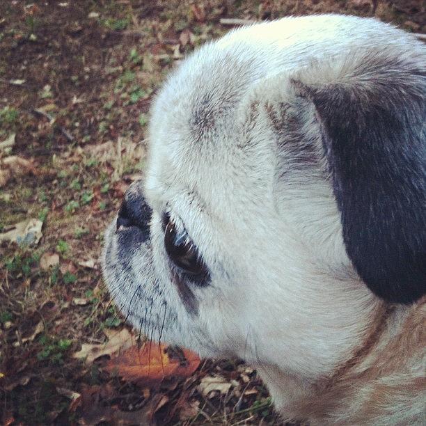 Pug Photograph - Still Hanging In There. #pug #puglife by Mary Welsch