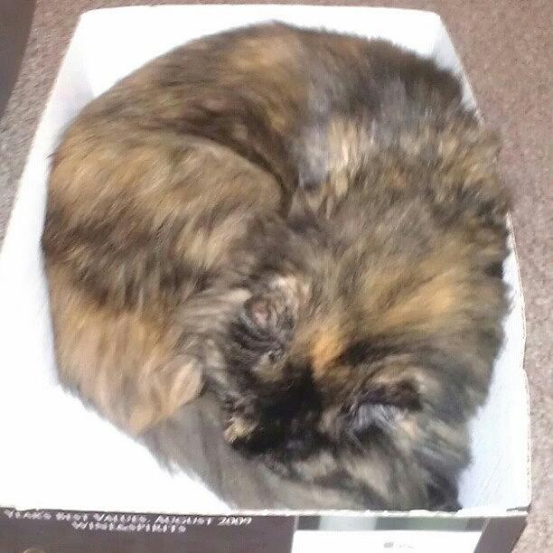 Beautiful Photograph - Still In The Box by Jinxi The House Cat Beautiful Photograph - Still In The Box by Jinxi The House Cat