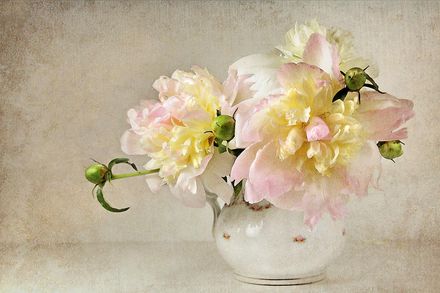 Still Life With Peonies Photograph by Karen Lynch