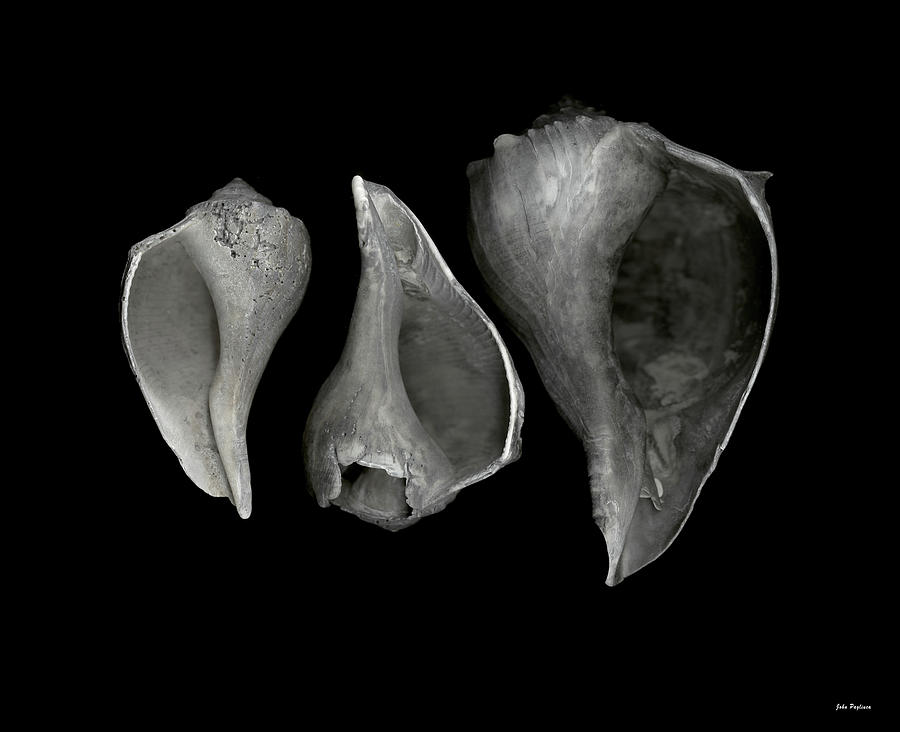 Still life with three whelk shells Photograph by John Pagliuca