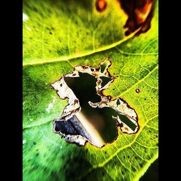 Asheville Photograph - Still Life...leaf Decay.  #asheville by Chesley Lanford