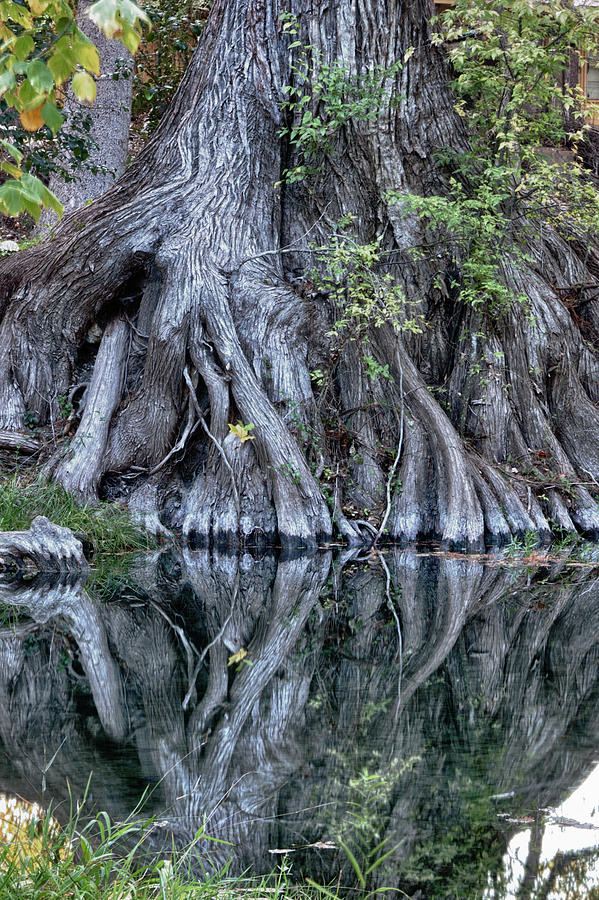 Still Morning at Cypress Creek Photograph by James Woody