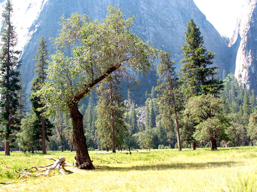 Yosemite National Park Photograph - Still Standing by Martin Valeriano