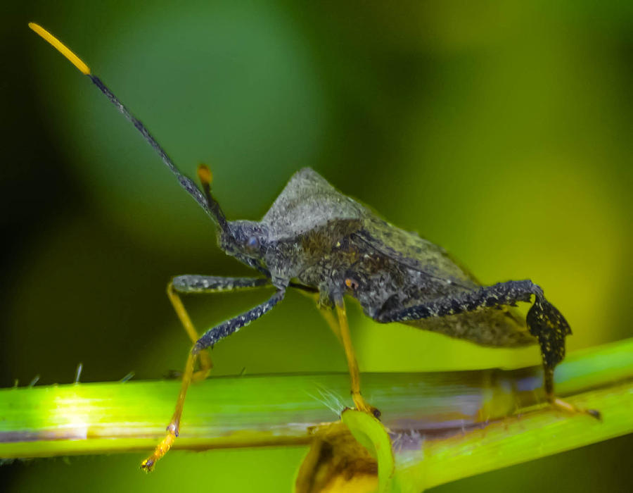 Stink bug Photograph by Brian Stevens - Fine Art America