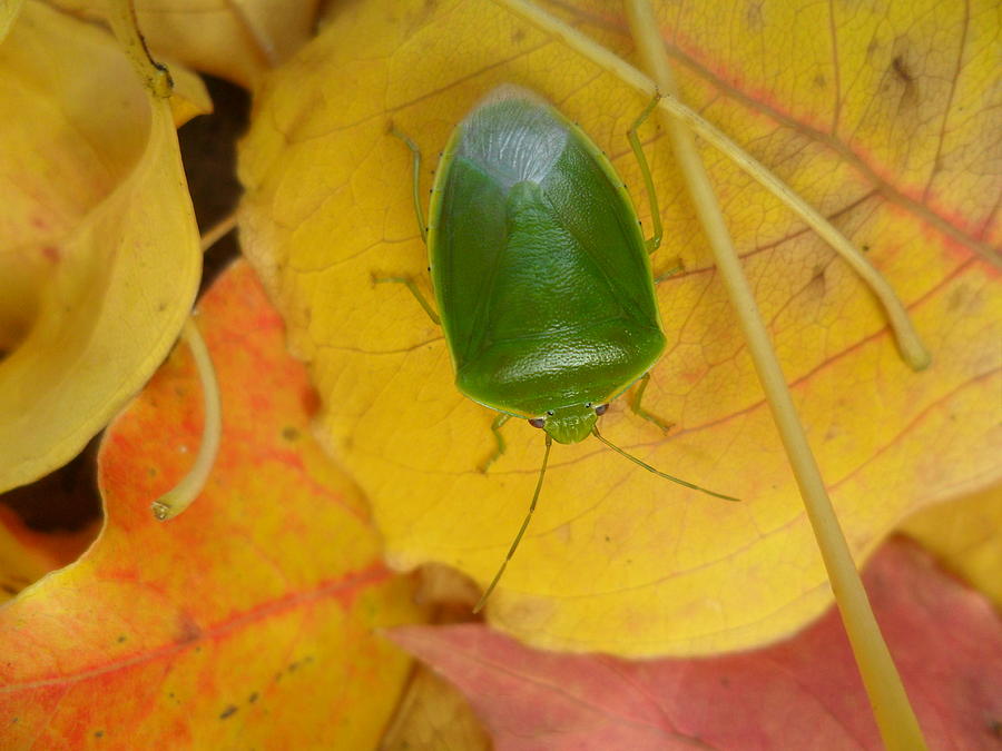 Stink bug Photograph by Carole Hinding