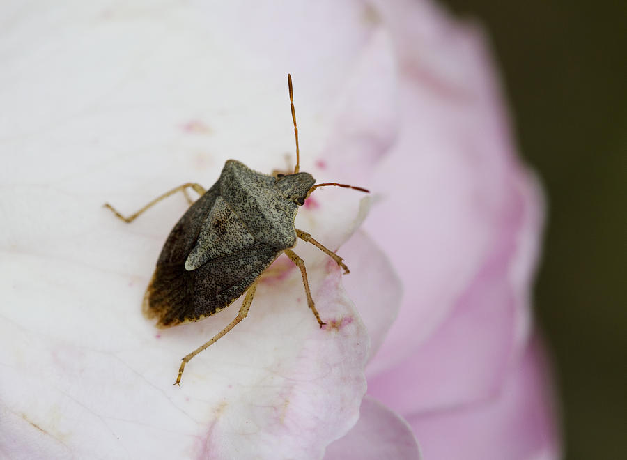 Stink Bugs and Roses Photograph by Kathy Clark